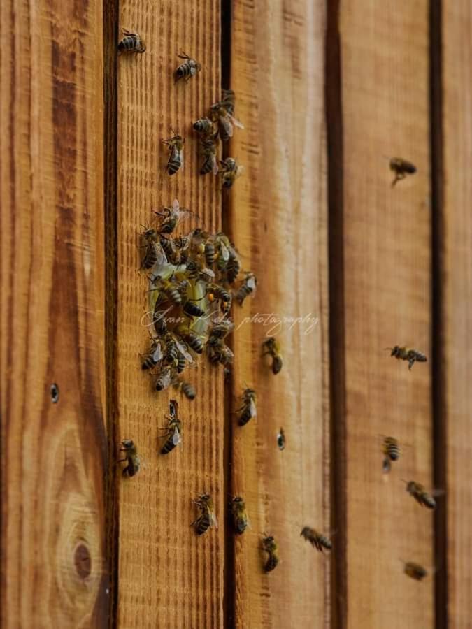 Apartamento Hisa Zdravega Oddiha Begunje pri Cerknici Exterior foto